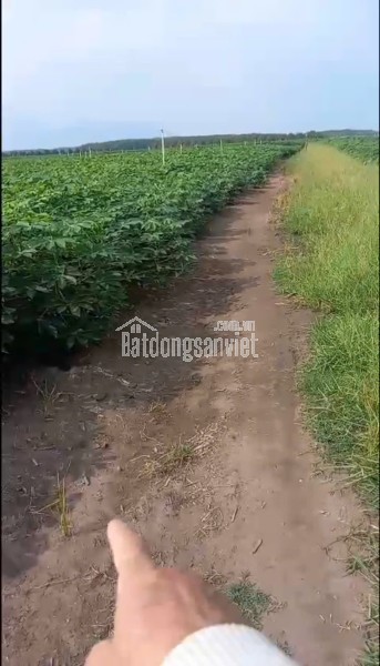 2.6 tỷ Đất tại Tân Hưng xã Tân Châu tỉnh Tây Ninh