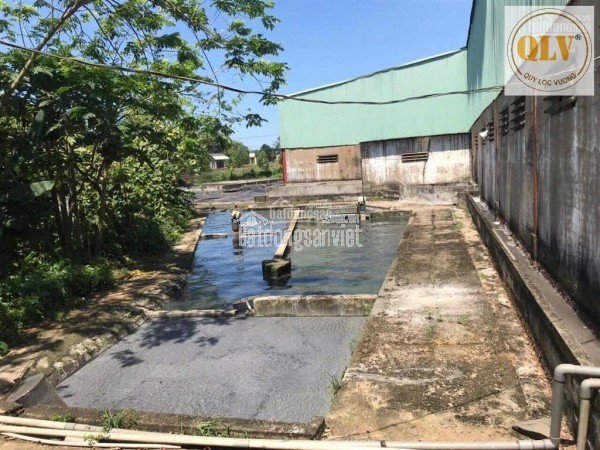 Bán nhà máy chế biến mủ cao su – mặt tiền ĐT741, Bình Phước – 20.000m²