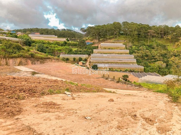 BÁN LÔ ĐẤT VIEW RỪNG THÔNG XUÂN THỌ -  PHƯỜNG XUÂN TRƯỜNG, ĐÀ LẠT