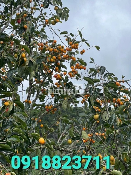 CẦN BÁN GẤP ĐẤT XUÂN THỌ – ĐÀ LẠT