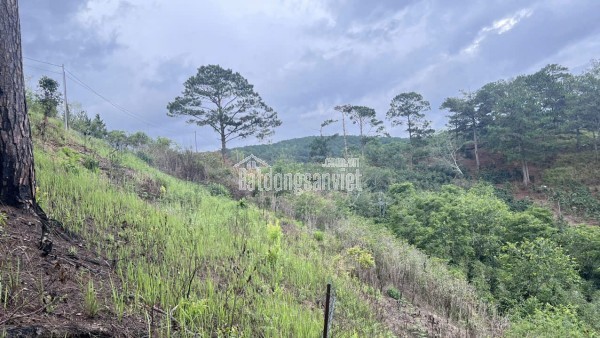 CẦN BÁN GẤP ĐẤT XUÂN THỌ – ĐÀ LẠT
