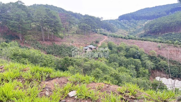 CẦN BÁN GẤP ĐẤT XUÂN THỌ – ĐÀ LẠT