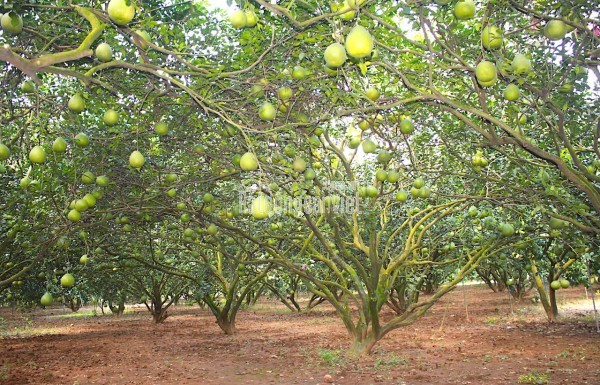 CHÍNH CHỦ BÁN 4000M2 SỔ HỒNG RIÊNG 428t.TRIEU MY2149