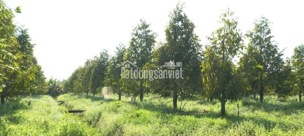 CHÍNH CHỦ BÁN 4000M2 SỔ HỒNG RIÊNG 428t.TRIEU MY2149