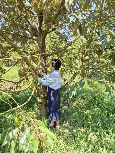 CHÍNH CHỦ BÁN 4000M2 SỔ HỒNG RIÊNG 428t.TRIEU MY2149