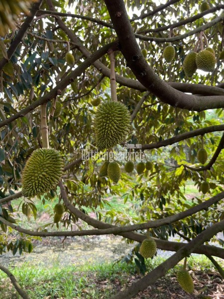 BÁN VƯỜN SẦU RIÊNG ĐẸP – ĐANG CHO TRÁI