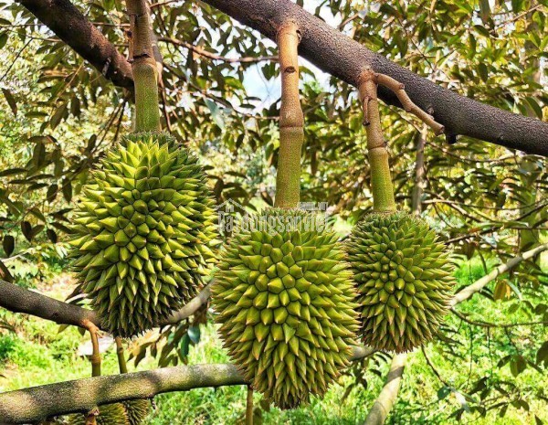 BÁN VƯỜN SẦU RIÊNG ĐẸP – ĐANG CHO TRÁI