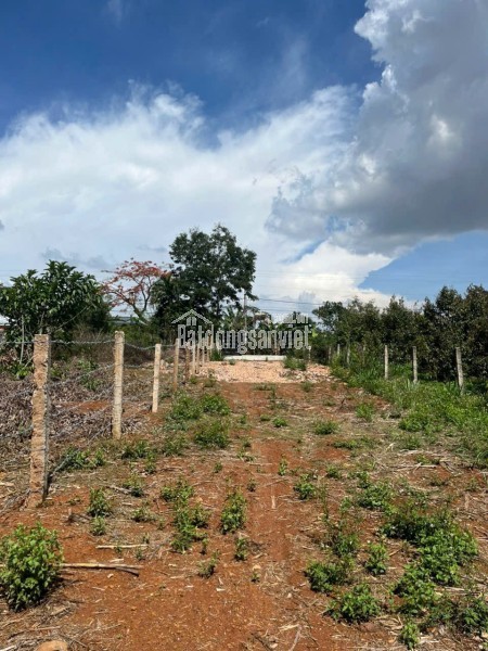 ĐẤT  ĐẸP – GIÁ TỐT  – CHÍNH CHỦ CẦN BÁN GẤP ĐẤT Tại Chợ Quỳnh Ngọc , Xã Ea Na, Đắk Lắk
