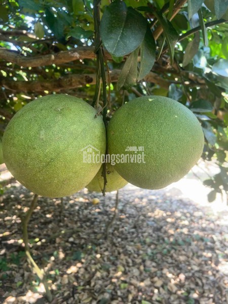 NHÀ ĐẸP GIÁ SỐC – CHỈ 895 TRIỆU – SỞ HỮU NGAY NHÀ 3 PHÒNG NGỦ ĐỨC HÒA