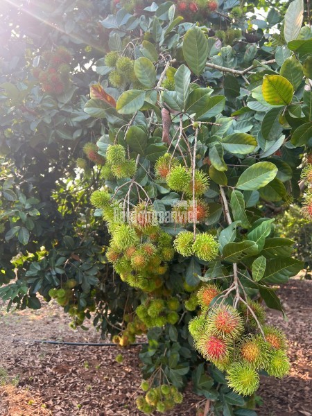 NHÀ ĐẸP GIÁ SỐC – CHỈ 895 TRIỆU – SỞ HỮU NGAY NHÀ 3 PHÒNG NGỦ ĐỨC HÒA
