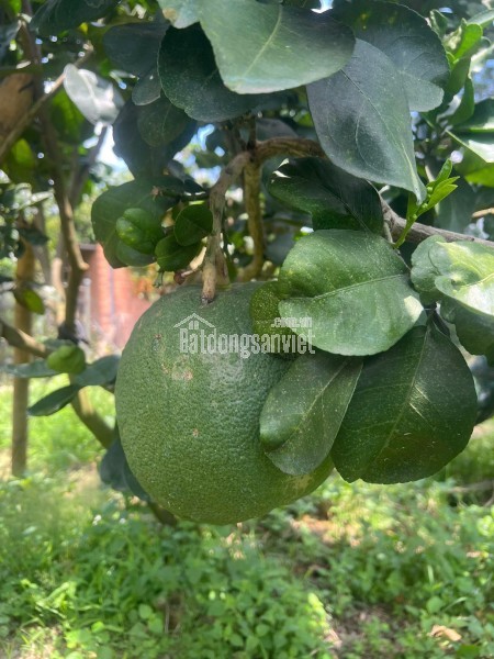 NHÀ ĐẸP GIÁ SỐC – CHỈ 895 TRIỆU – SỞ HỮU NGAY NHÀ 3 PHÒNG NGỦ ĐỨC HÒA