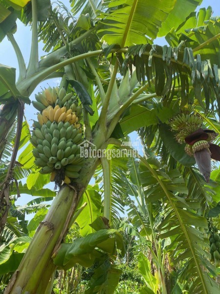Cho thuê đất nông nghiệp xã Vĩnh Lộc thích hợp trồng rau, trồng cây ăn trái.