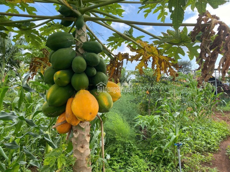 Cho thuê đất nông nghiệp xã Vĩnh Lộc thích hợp trồng rau, trồng cây ăn trái.