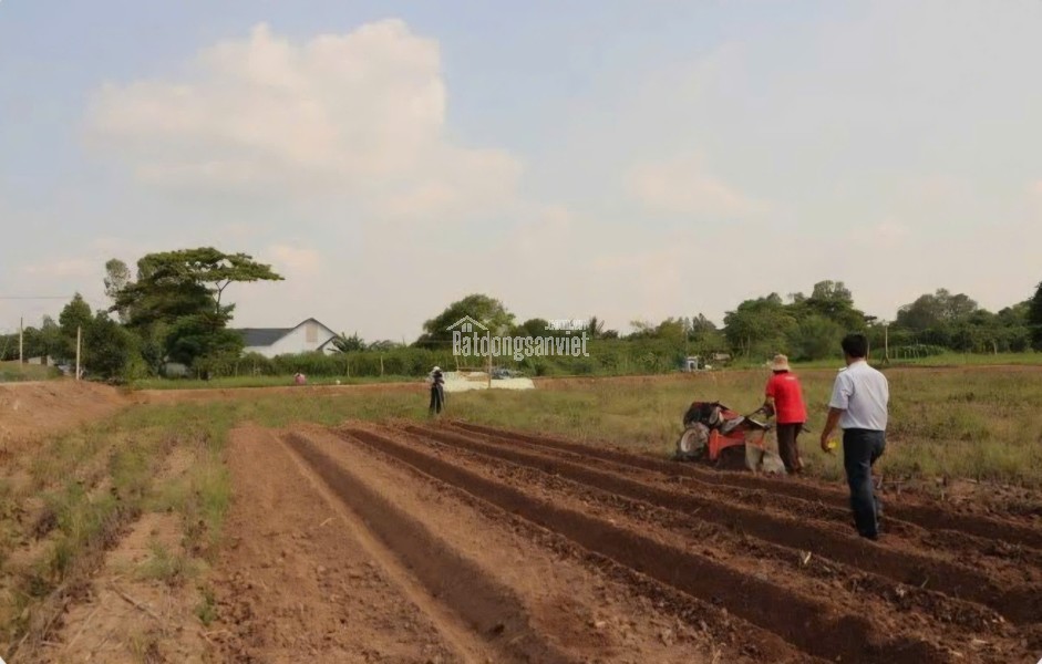 Cho thuê đất nông nghiệp xã Vĩnh Lộc thích hợp trồng rau, trồng cây ăn trái.