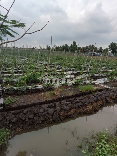 Cho thuê đất nông nghiệp xã Vĩnh Lộc thích hợp trồng rau, trồng cây ăn trái.