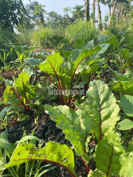 Cho thuê đất nông nghiệp xã Vĩnh Lộc thích hợp trồng rau, trồng cây ăn trái.