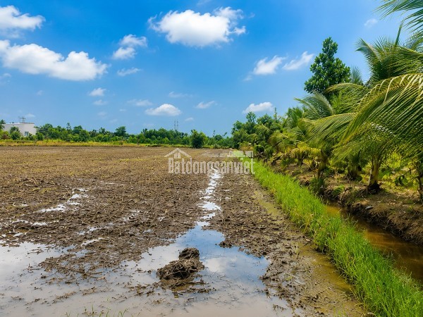 Chính chủ bán đất 300m² full thổ cư Hựu Thạnh – gần Đại học Tân Tạo, cách TP.HCM chỉ 28km