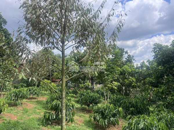 Bán trang trại, khu nghỉ dưỡng tại dt 725, Thị trấn Nam Ban, Huyện Lâm Hà, Lâm Đồng giá 8 tỷ5