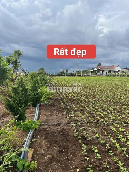 Bán 3120m2 đất xã Tân Hội Đức Trọng Lâm Đồng 4,2 tỷ