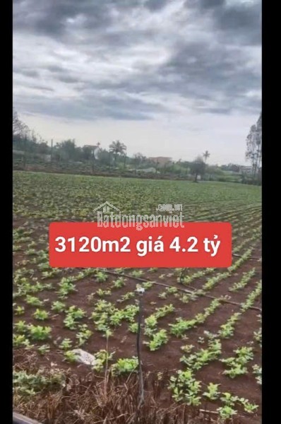 Bán 3120m2 đất xã Tân Hội Đức Trọng Lâm Đồng 4,2 tỷ