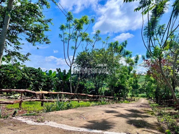 Bán Đất Nam Hà 1.000m² Hai Mặt Tiền – Có Sẵn Cà Phê Thu Hoạch, Không Gian Xanh Ven Đà Lạt