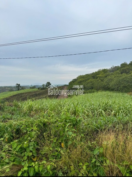 BÁN 35.000M² ĐẤT RẪY MẶT TIỀN ĐƯỜNG NHỰA – EA SÔ, EA KAR, ĐẮK LẮK