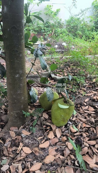BÁN BIỆT THỰ SÂN VƯỜN MINI LONG VÂN – QUY NHƠN