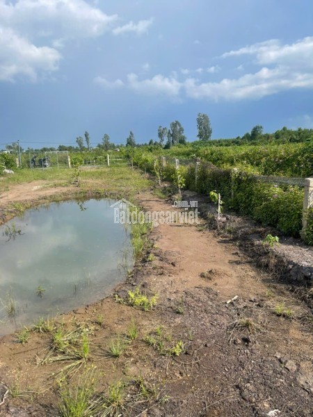 Bán 500m2 Đất Vườn Tại Đường ĐT816, Xã Bình Đức, Huyện Bến Lức, Long An