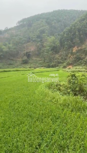 CẦN BÁN NHANH LÔ ĐẤT CHÍNH CHỦ TẠI TÂN DƯƠNG, ĐỊNH HÓA, THÁI NGUYÊN
