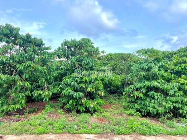 Cần Bán Đất Ven Đà Lạt 308m² Có 268m² Thổ Cư View Núi Đẹp Mặt Tiền 10m