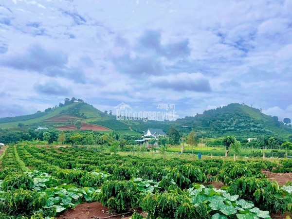 Cần Bán Đất Ven Đà Lạt 1.001m² Có 200m² Thổ Cư View Núi Đẹp Tại Nam Hà