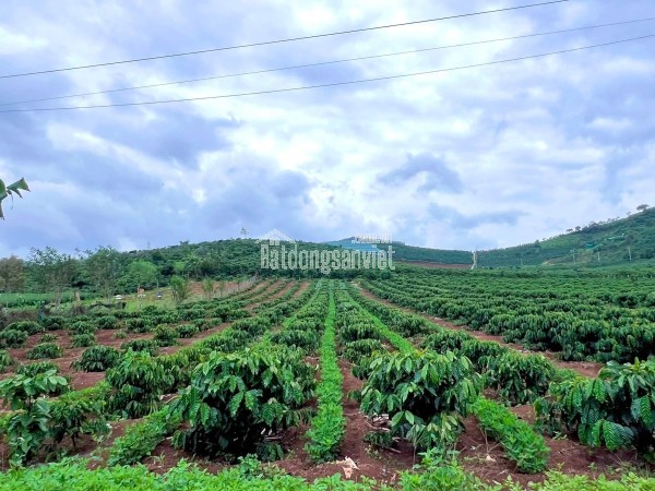 Cần Bán Đất Ven Đà Lạt 1.001m² Có 200m² Thổ Cư View Núi Đẹp Tại Nam Hà