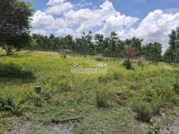 CHÍNH CHỦ CẦN BÁN LÔ ĐẤT NÔNG NGHIỆP 1011,8m2 TẠI CHÂU THÀNH - TÂY NINH