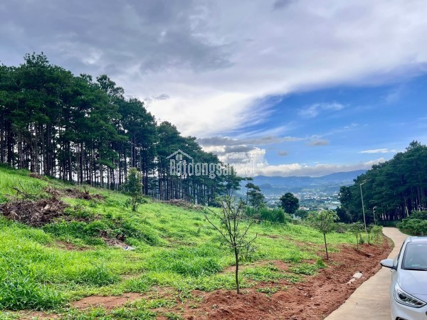 Cần Bán Đất 1.000m² Sát Rừng Thông, Không Gian Nghỉ Dưỡng Hiếm Có Gần Đà Lạt