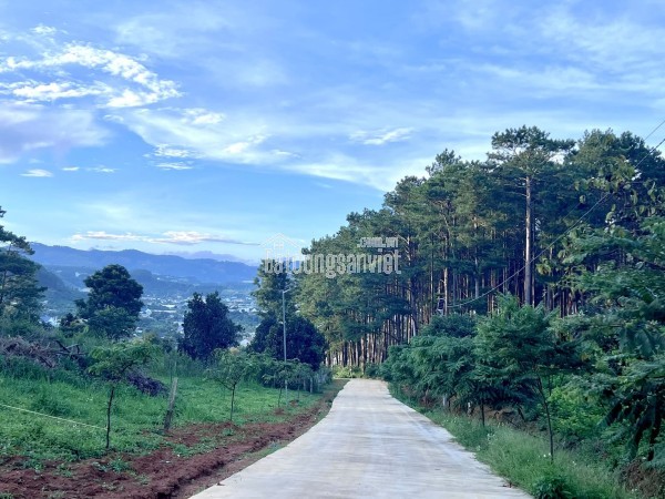 Cần Bán Đất 1.000m² Sát Rừng Thông, Không Gian Nghỉ Dưỡng Hiếm Có Gần Đà Lạt