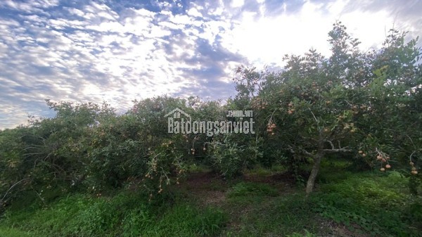 ĐẦU TƯ SINH LỜI – CHÍNH CHỦ CẦN BÁN ĐẤT Tại  Xã Trường Đông, thị xã Hòa Thành, tỉnh Tây Ninh