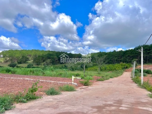 Cần Bán Đất 542m² Có 200m² Thổ Cư Giữa Đồi Thông, Lý Tưởng Xây Nhà Vườn