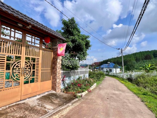 Cần Bán Đất Khu Nghỉ Dưỡng Gia Lâm 501m², Địa Thế Đẹp, Thông Xanh Bao Quanh