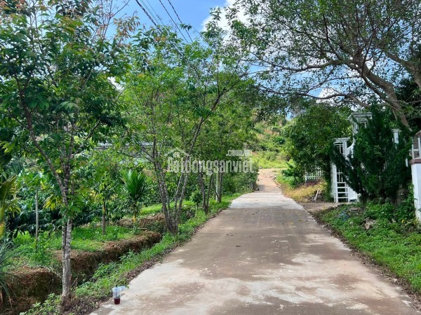 Cần Bán Đất Khu Nghỉ Dưỡng Gia Lâm 501m², Địa Thế Đẹp, Thông Xanh Bao Quanh