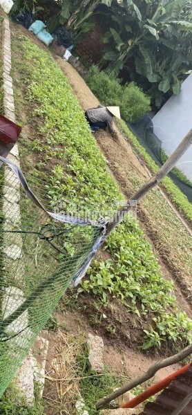 CHÍNH CHỦ BÁN ĐẤT THÔN NÚI 1 – GẦN VLASTA VĂN PHÚ, THỦY NGUYÊN, HẢI PHÒNG