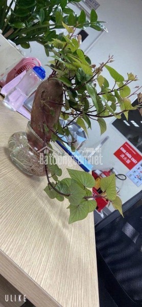 ĐẤT ĐẸP TÔ HIỆU – ĐÀ LẠT  VIEW THOÁNG – ĐƯỜNG Ô TÔ TẬN NƠI
