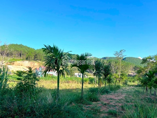Cần Bán Đất 309m² Có 209m² Thổ Cư, 2 Mặt Tiền Giữa Thung Lũng Thông Xanh