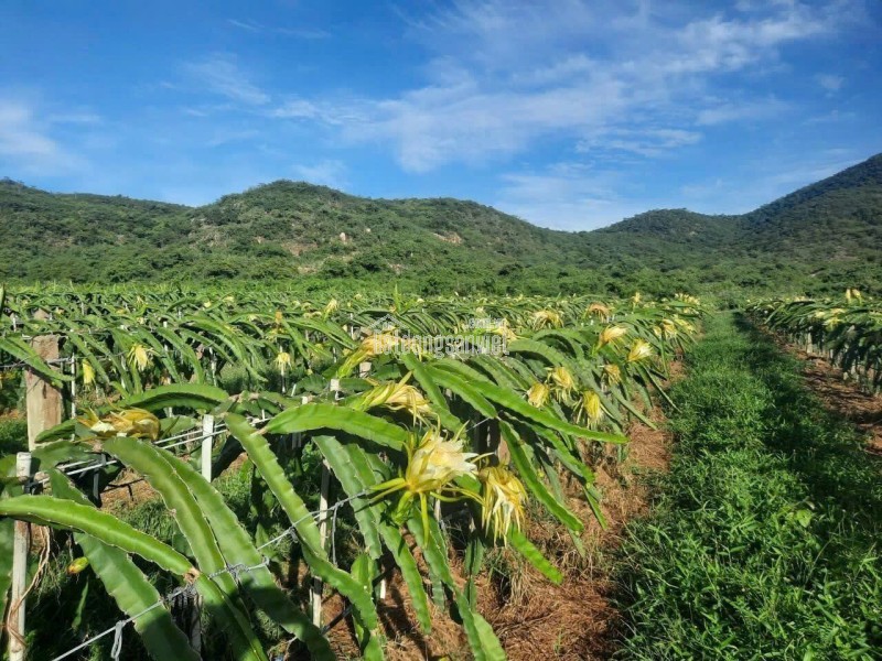 CHÍNH CHỦ CẦN TIỀN HẠ GIÁ BÁN TRANG TRẠI 17.7 Ha TẠI XÃ PHÚ LẠC, TUY PHONG, BÌNH THUẬN (Cũ)