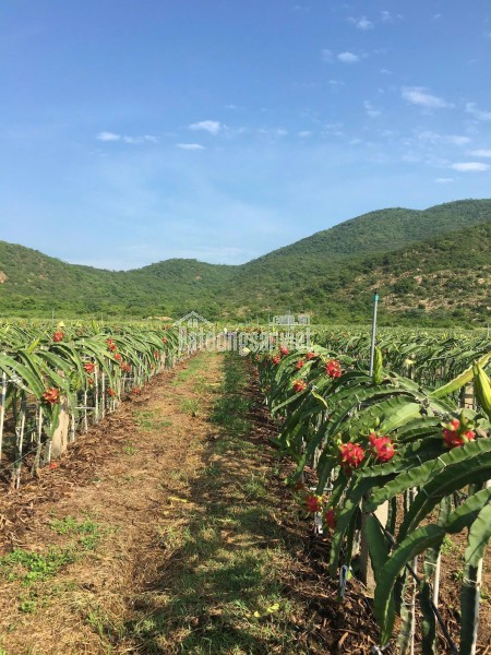 CHÍNH CHỦ CẦN TIỀN HẠ GIÁ BÁN TRANG TRẠI 17.7 Ha TẠI XÃ PHÚ LẠC, TUY PHONG, BÌNH THUẬN (Cũ)